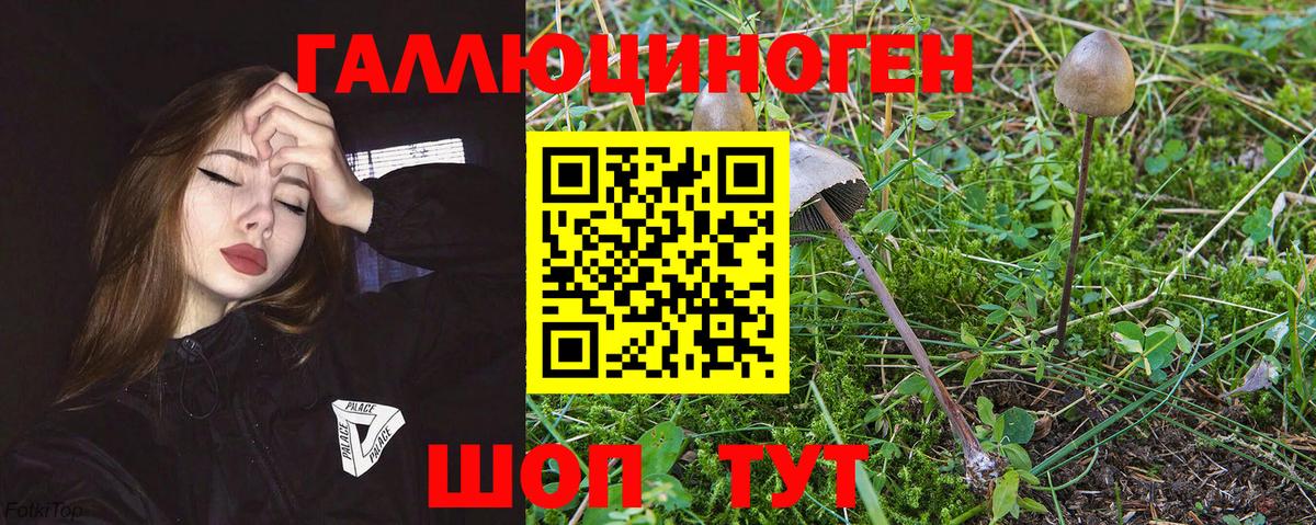 Галлюциногенные грибы Psilocybine cubensis Бердск
